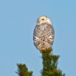 Snowy Owl